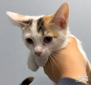 Hazel