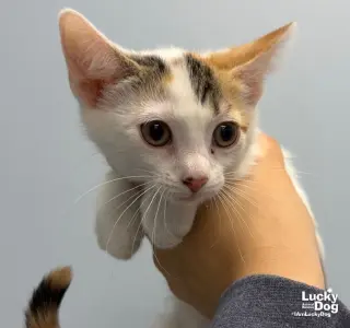Hazel