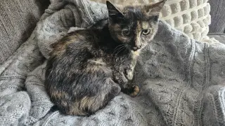 Ellie Mae, Willow Grove Area (FCID 08/25/2026-101)