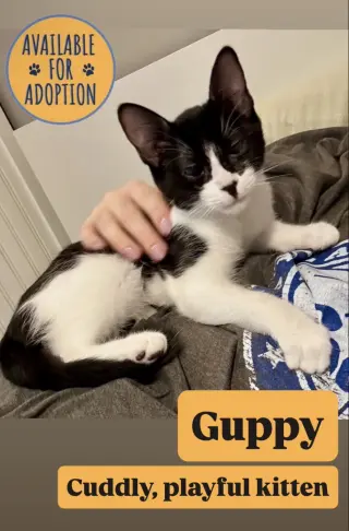 Guppy, Willow Grove Area, (FCID 07/15/2026-149)