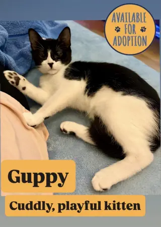 Guppy, Willow Grove Area, (FCID 07/15/2026-149)