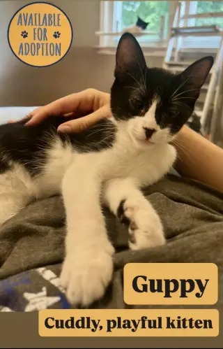 Guppy, Willow Grove Area, (FCID 07/15/2026-149)