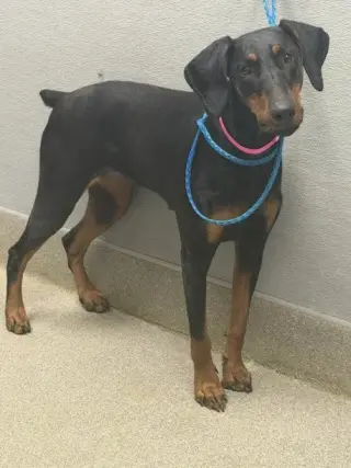 *NUTMEG