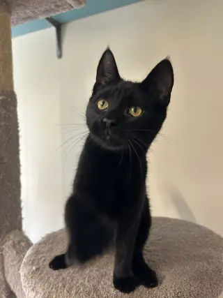 Maeve