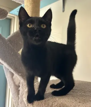 Maeve