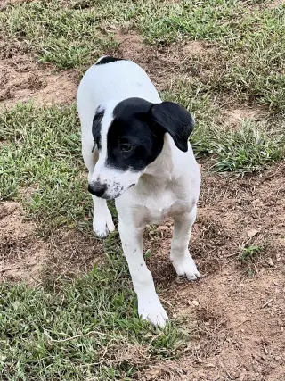 Dewey