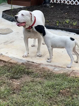 Dewey