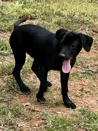 Huey