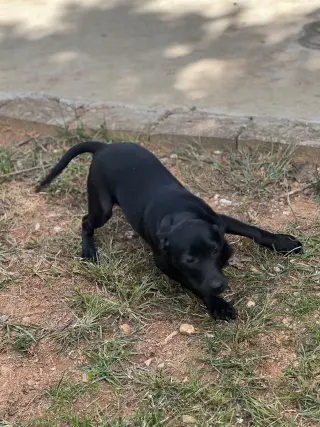 Huey