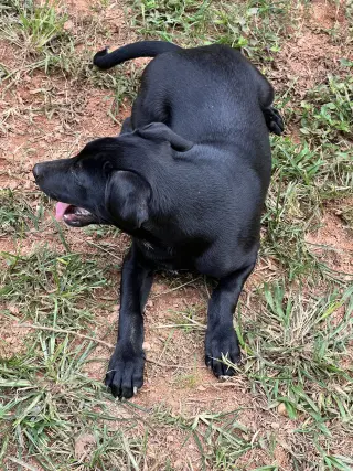 Huey