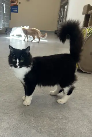 Silas