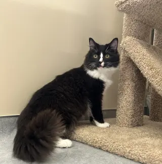 Silas