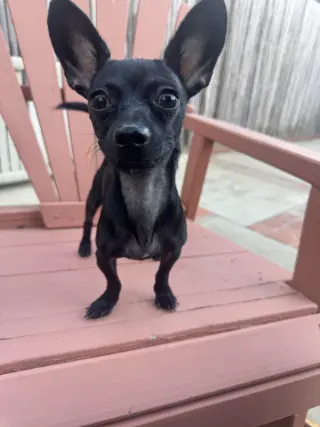 Buddy