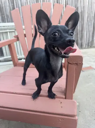 Buddy