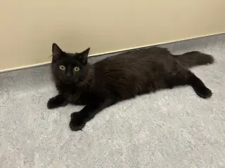 Atlas