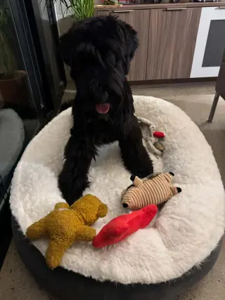 Kuma