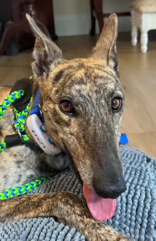 Bryn