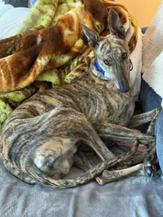 Bryn
