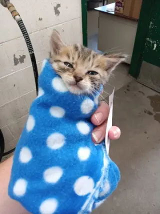 KITTARINA