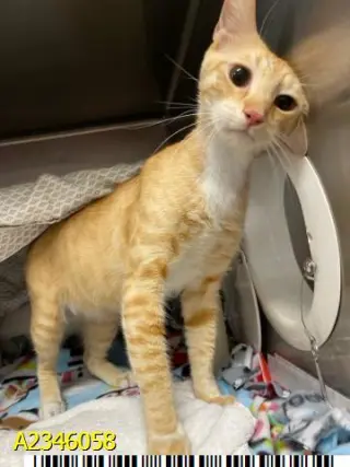JASPURR