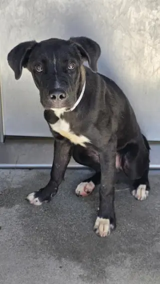 LOKI