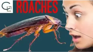 ¡DERECHOS COMO INQUILINO!