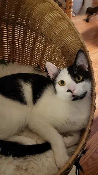 BELLA