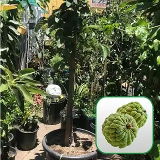 Nueva Esperanza Nursery
