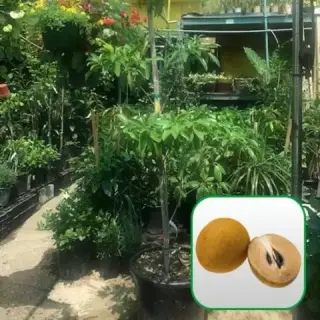Nueva Esperanza Nursery