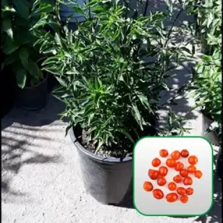 Nueva Esperanza Nursery