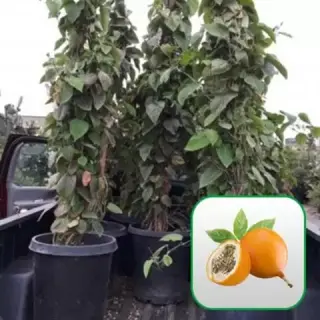 Nueva Esperanza Nursery