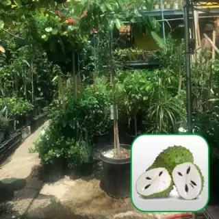 Nueva Esperanza Nursery