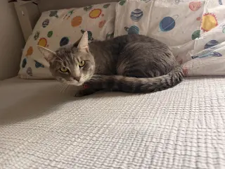 Loki