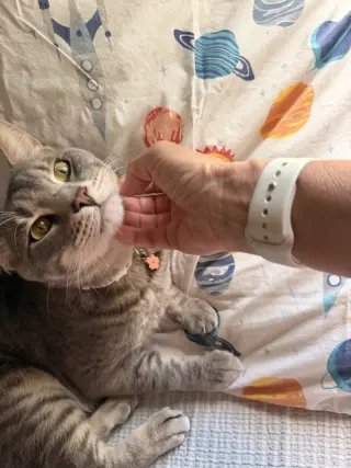 Loki
