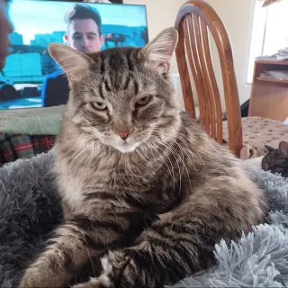 Leo