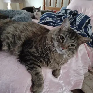 Leo
