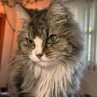 Figgie