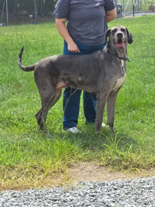 Pepper