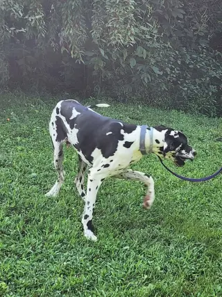 Booker