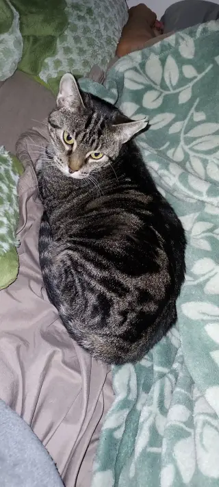 Clarissa