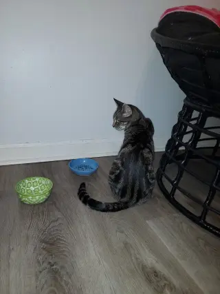 Clarissa