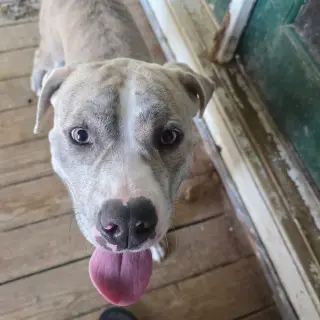 Smokie (Courtesy Listing)