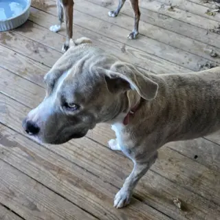 Smokie (Courtesy Listing)