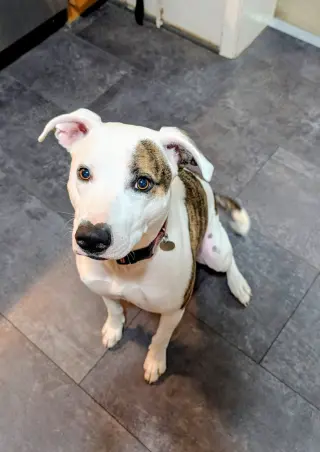 Piper