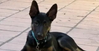 Cooper OAS