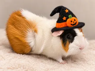 Pumpkin & Banana