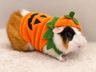 Pumpkin & Banana