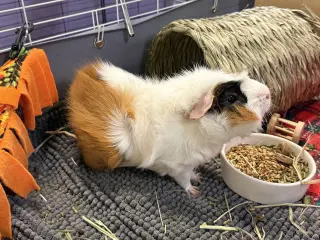 Pumpkin & Banana
