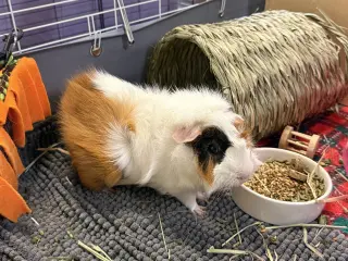 Pumpkin & Banana