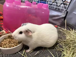 Pumpkin & Banana